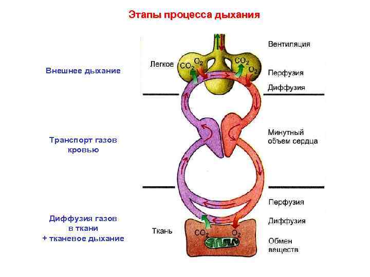 Этапы процесса дыхания Внешнее дыхание Транспорт газов кровью Диффузия газов в ткани + тканевое