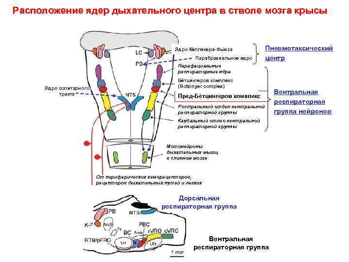 Расположение ядер дыхательного центра в стволе мозга крысы Ядро Кёлликера-Фьюза Парабрахиальное ядро Пневмотаксический центр