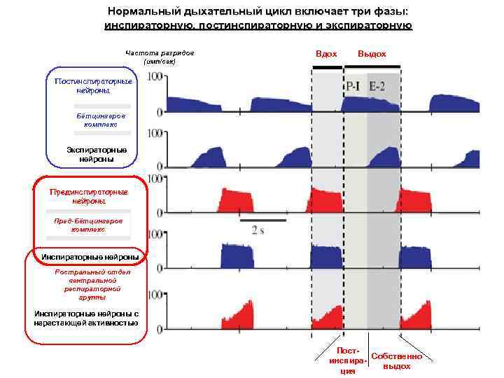Нормальный дыхательный цикл включает три фазы: инспираторную, постинспираторную и экспираторную Частота разрядов (имп/сек) Вдох