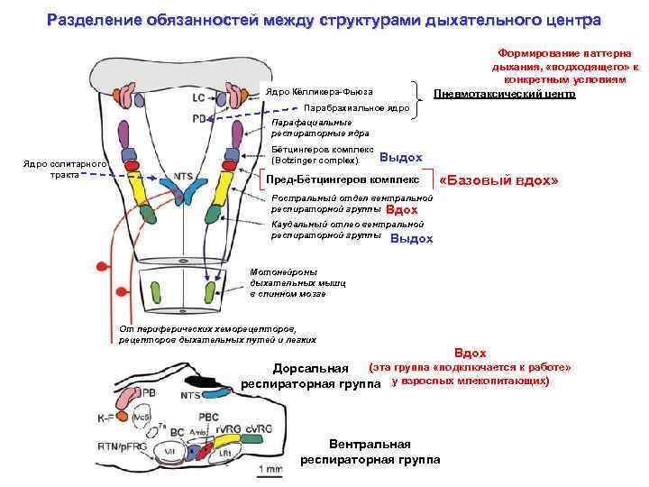 Разделение обязанностей между структурами дыхательного центра Формирование паттерна дыхания, «подходящего» к конкретным условиям Пневмотаксический