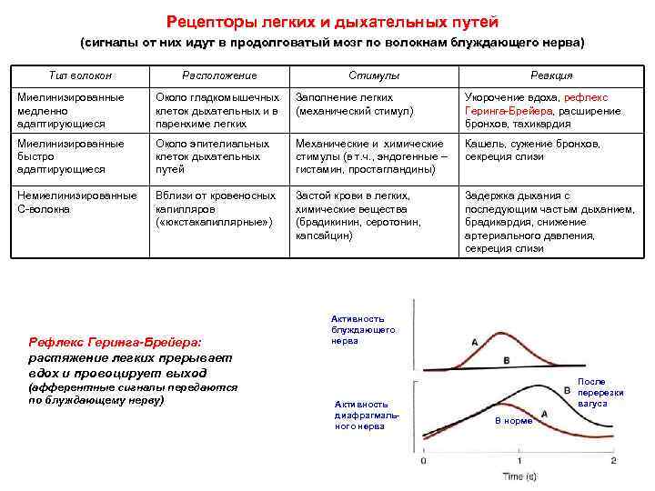 Рецепторы легких и дыхательных путей (сигналы от них идут в продолговатый мозг по волокнам