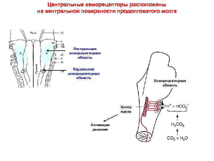 Центральные хеморецепторы расположены на вентральной поверхности продолговатого мозга Ростральная хеморецепторная область Каудальная хеморецепторная область