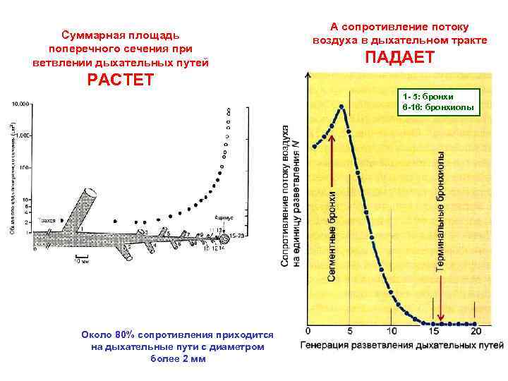 Суммарная площадь поперечного сечения при ветвлении дыхательных путей А сопротивление потоку воздуха в дыхательном