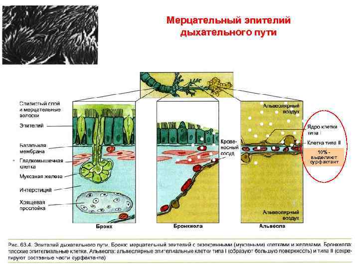 Мерцательный эпителий дыхательного пути 10% выделяют сурфактант 