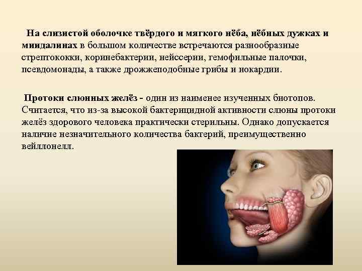 На слизистой оболочке твёрдого и мягкого нёба, нёбных дужках и миидалинах в большом количестве