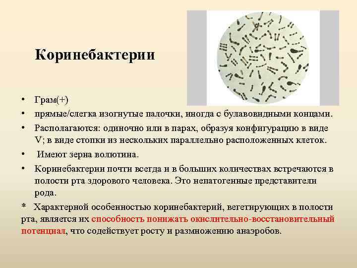 Коринебактерии • Грам(+) • прямые/слегка изогнутые палочки, иногда с булавовидными концами. • Располагаются: одиночно