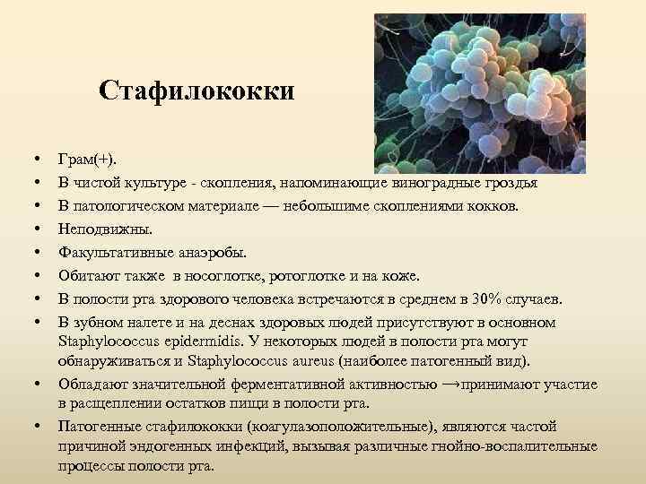 Стафилококки • • • Грам(+). В чистой культуре - скопления, напоминающие виноградные гроздья В