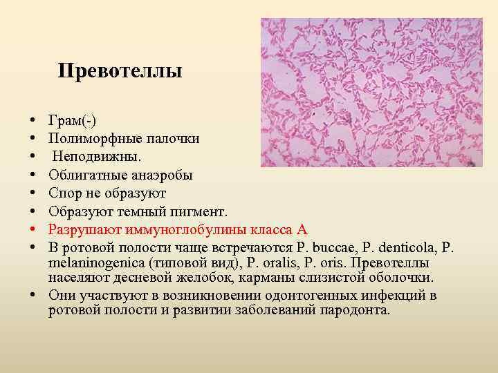 Превотеллы • • Грам(-) Полиморфные палочки Неподвижны. Облигатные анаэробы Спор не образуют Образуют темный