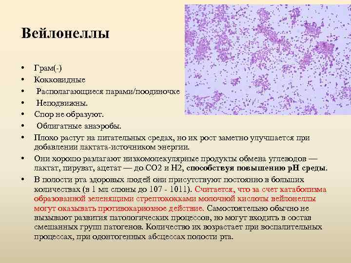 Вейлонеллы • • • Грам(-) Кокковидные Располагающиеся парами/поодиночке Неподвижны. Спор не образуют. Облигатные анаэробы.