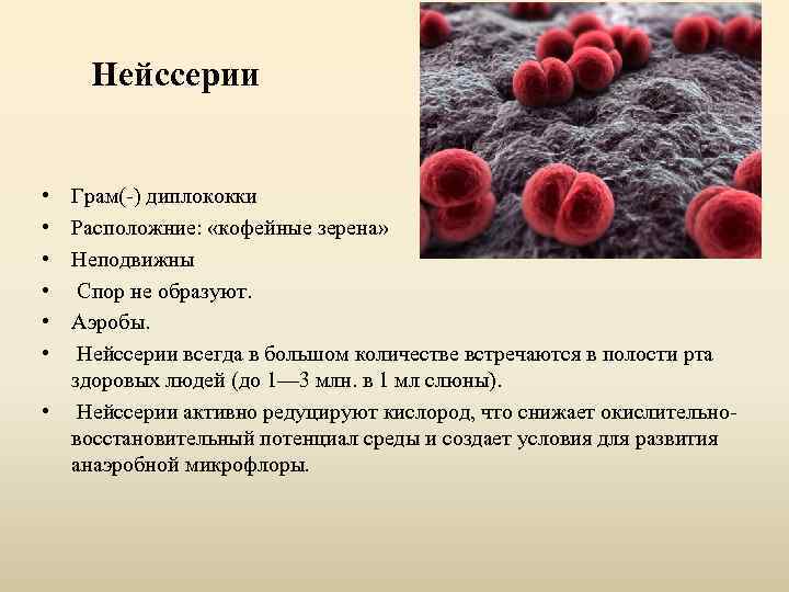 Нейссерии • • • Грам(-) диплококки Расположние: «кофейные зерена» Неподвижны Спор не образуют. Аэробы.
