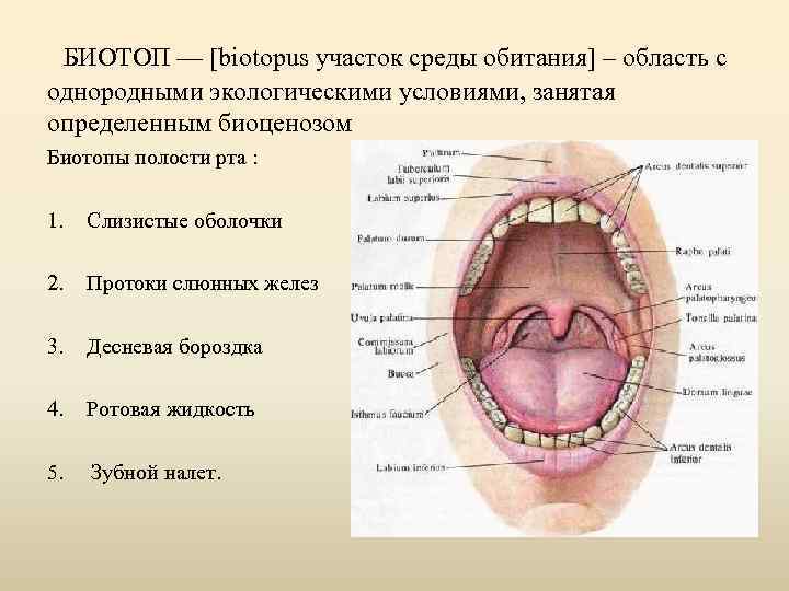  БИОТОП — [biotopus участок среды обитания] – область с однородными экологическими условиями, занятая