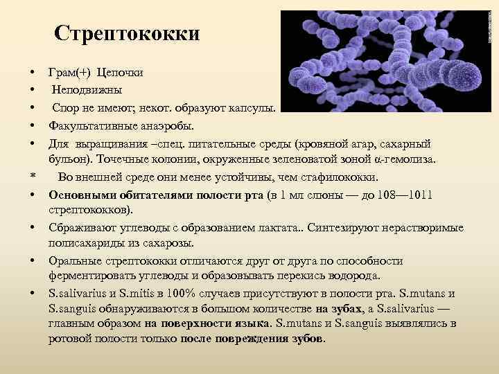 Стрептококки • • • * • • Грам(+) Цепочки Неподвижны Спор не имеют; некот.