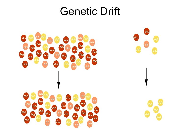 Genetic Drift Aa aa AA Aa AA aa Aa Aa AA Aa Aa Aa
