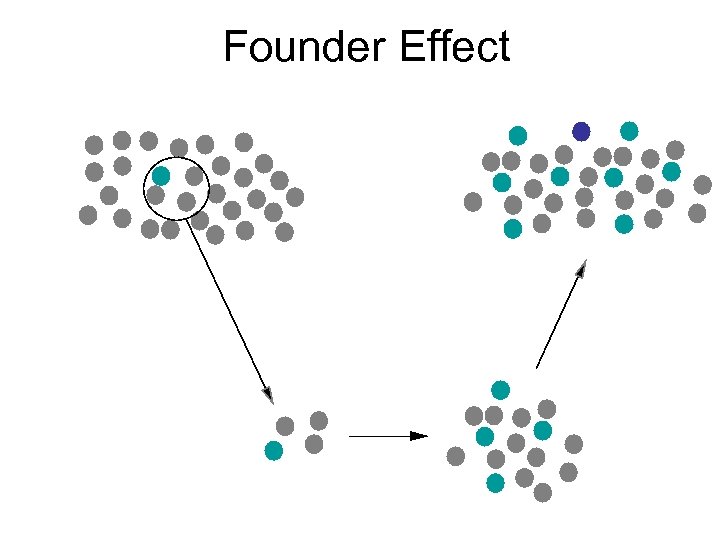 Founder Effect 