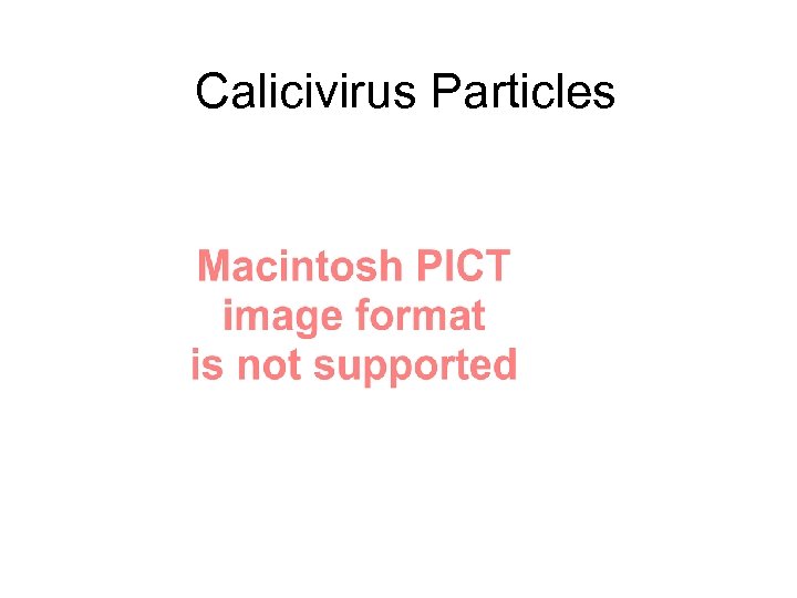 Calicivirus Particles 