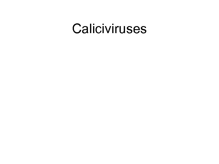 Caliciviruses 