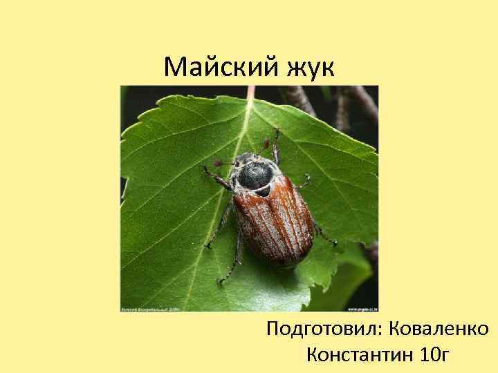 Майский жук Подготовил: Коваленко Константин 10 г 