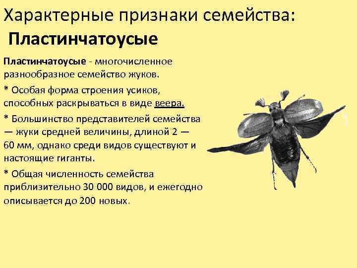 Характерные признаки семейства: Пластинчатоусые - многочисленное разнообразное семейство жуков. * Особая форма строения усиков,