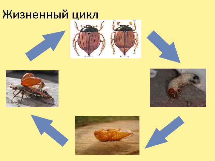 Жизненный цикл майского жука схема