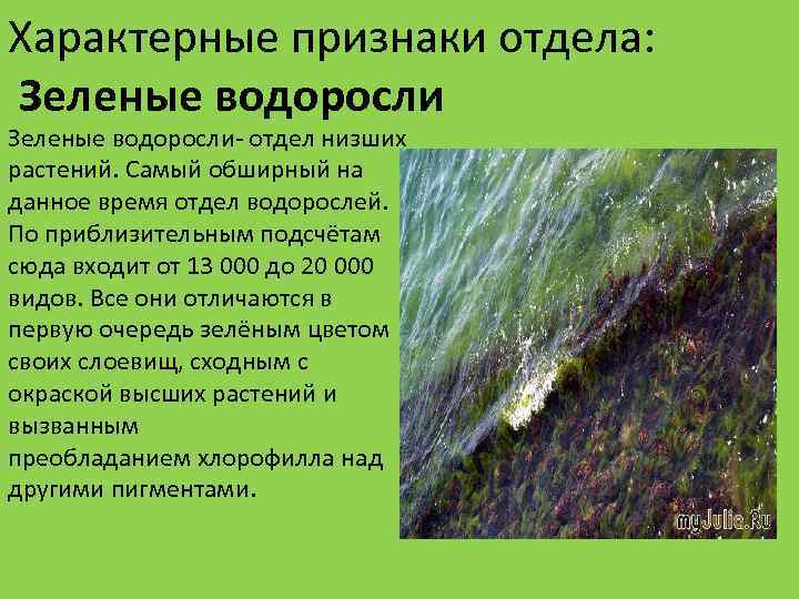 Признаки отдела водоросли