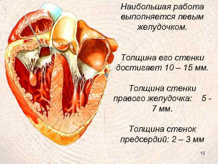 Наибольшая работа выполняется левым желудочком. Толщина его стенки достигает 10 – 15 мм. Толщина