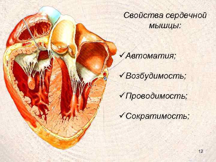 Свойства сердечной мышцы: üАвтоматия; üВозбудимость; üПроводимость; üСократимость; 12 