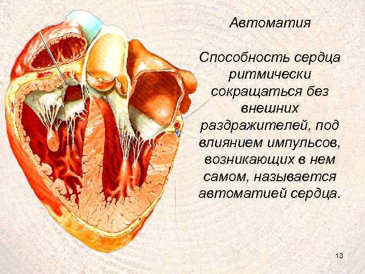 Автоматия Способность сердца ритмически сокращаться без внешних раздражителей, под влиянием импульсов, возникающих в нем
