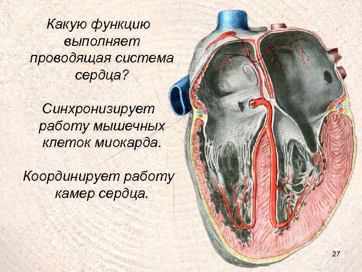 Какую функцию выполняет проводящая система сердца? Синхронизирует работу мышечных клеток миокарда. Координирует работу камер