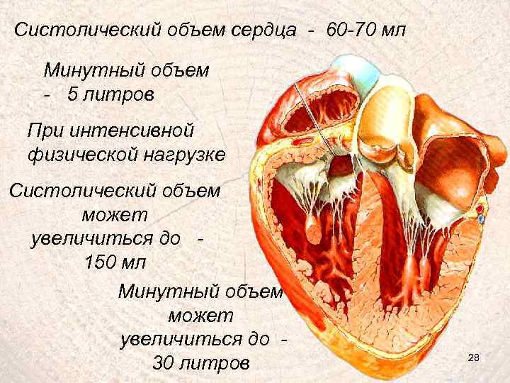 Систолический объем сердца - 60 -70 мл Минутный объем - 5 литров При интенсивной