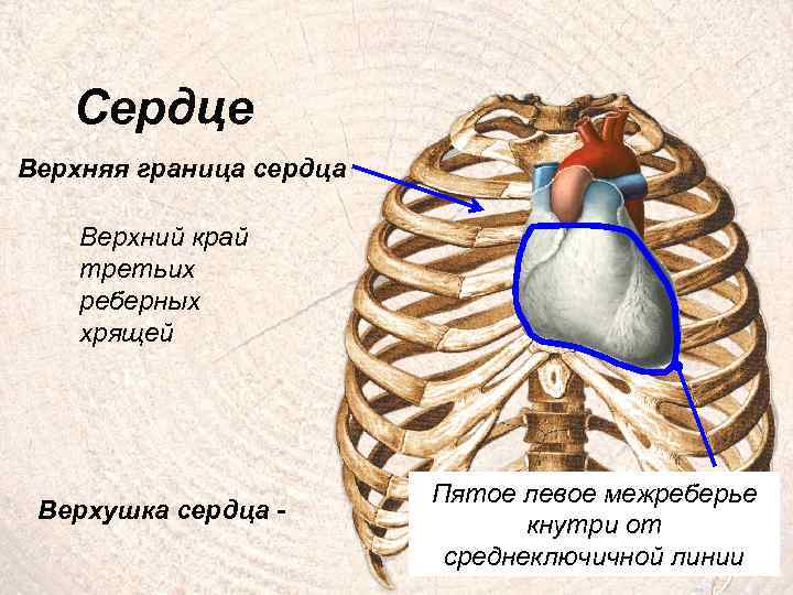 Сердце Верхняя граница сердца Верхний край третьих реберных хрящей Верхушка сердца - Пятое левое