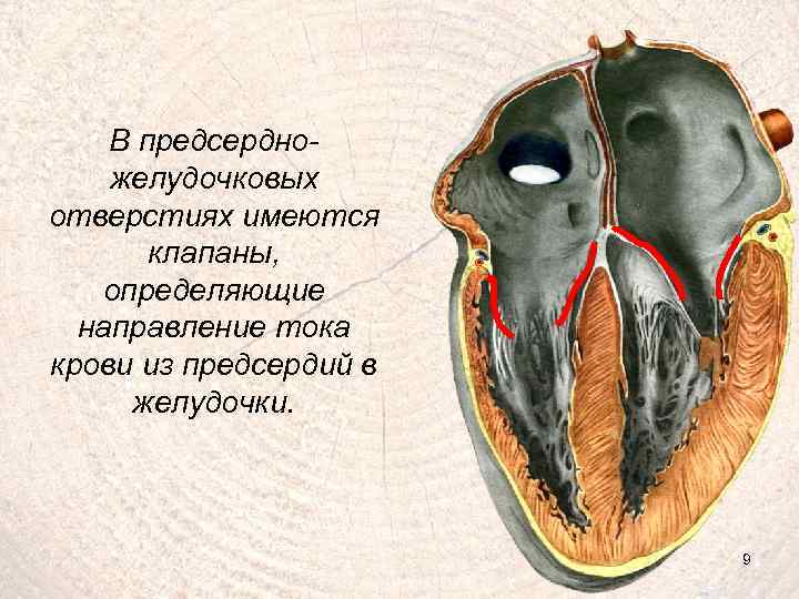 В предсердножелудочковых отверстиях имеются клапаны, определяющие направление тока крови из предсердий в желудочки. 9