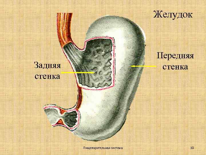 Желудок Передняя стенка Задняя стенка Пищеварительная система 10 