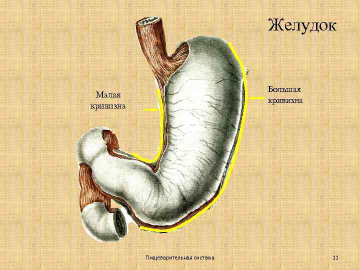 Желудок Большая кривизна Малая кривизна Пищеварительная система 11 