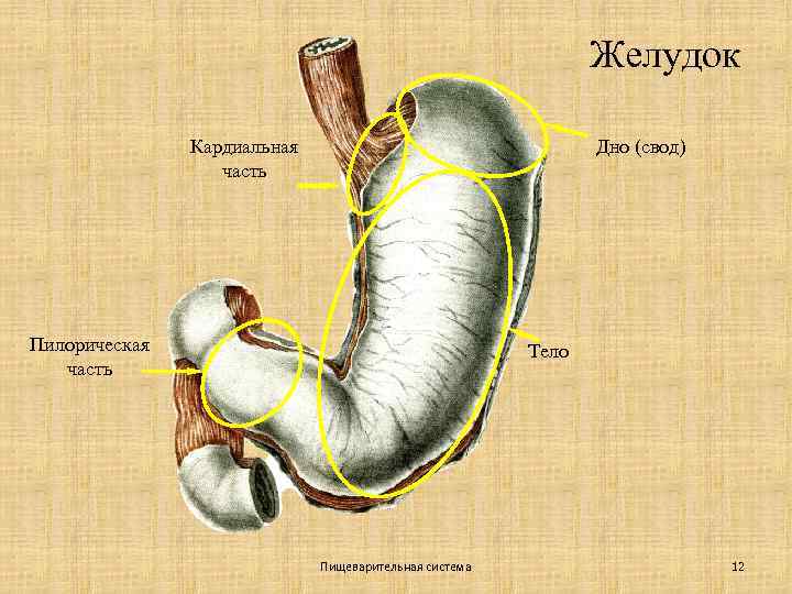 Желудок Кардиальная часть Дно (свод) Пилорическая часть Тело Пищеварительная система 12 