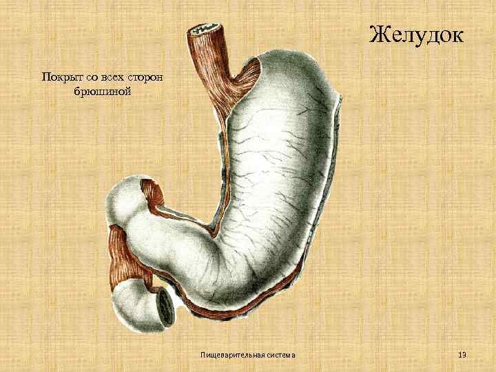 Желудок Покрыт со всех сторон брюшиной Пищеварительная система 13 