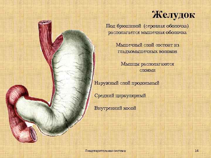 Желудок Под брюшиной (серозная оболочка) располагается мышечная оболочка Мышечный слой состоит из гладкомышечных волокон