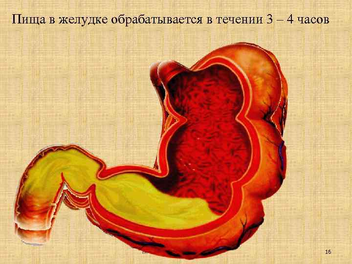 Пища в желудке обрабатывается в течении 3 – 4 часов Пищеварительная система 16 