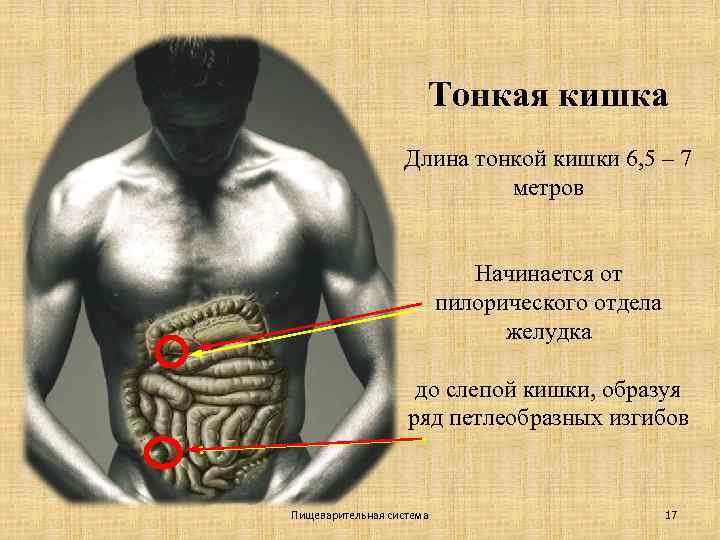 Тонкая кишка Длина тонкой кишки 6, 5 – 7 метров Начинается от пилорического отдела