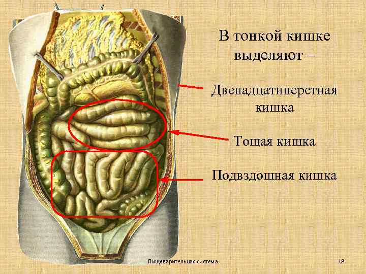 В тонкой кишке выделяют – Двенадцатиперстная кишка Тощая кишка Подвздошная кишка Пищеварительная система 18