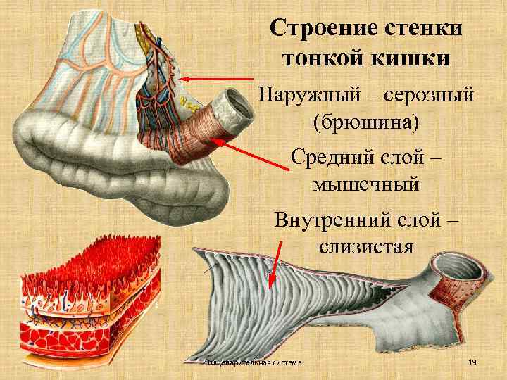 Строение стенки тонкой кишки Наружный – серозный (брюшина) Средний слой – мышечный Внутренний слой