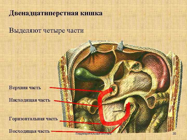 Двенадцатиперстная кишка Выделяют четыре части Верхняя часть Нисходящая часть Горизонтальная часть Восходящая часть Пищеварительная