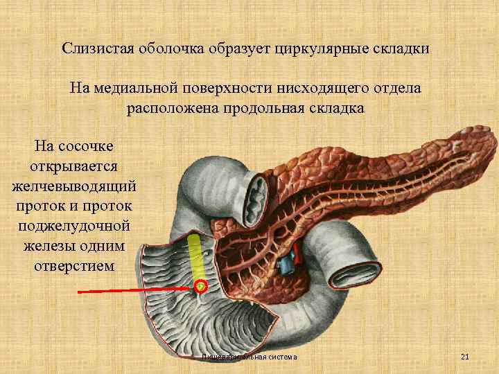 Слизистая оболочка образует циркулярные складки На медиальной поверхности нисходящего отдела расположена продольная складка На