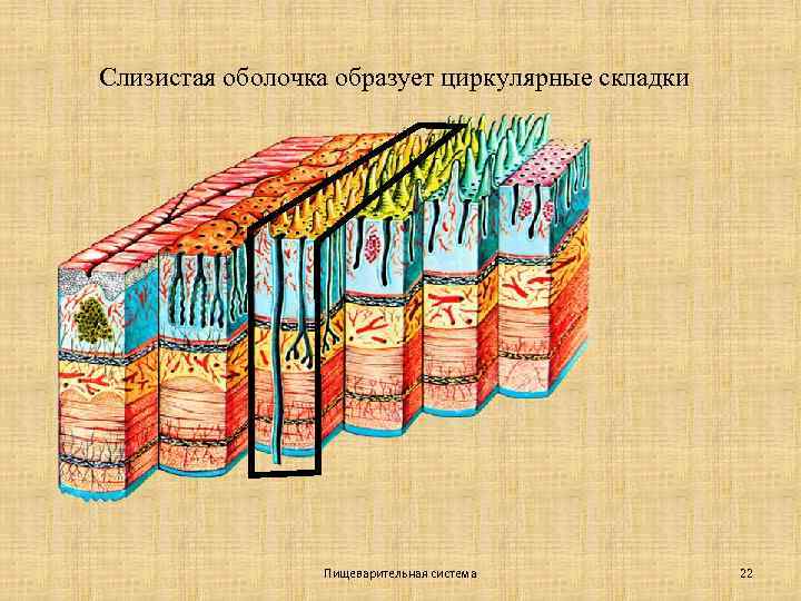 Слизистая оболочка образует циркулярные складки Пищеварительная система 22 