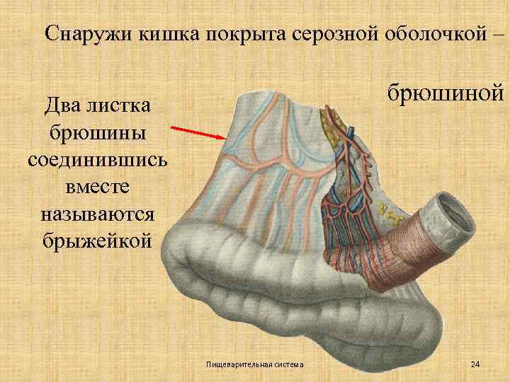 Снаружи покрыто