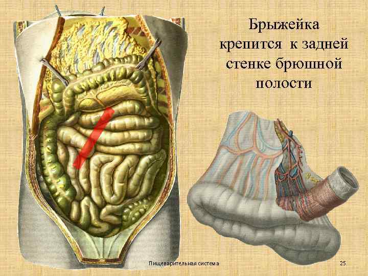 Брыжейка крепится к задней стенке брюшной полости Пищеварительная система 25 