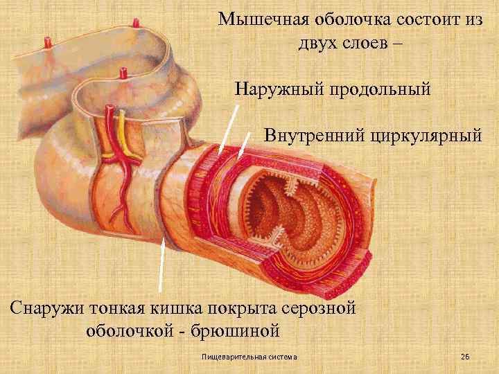 Мышечная оболочка состоит из двух слоев – Наружный продольный Внутренний циркулярный Снаружи тонкая кишка