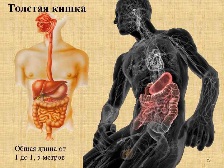 Толстая кишка Общая длина от 1 до 1, 5 метров Пищеварительная система 27 