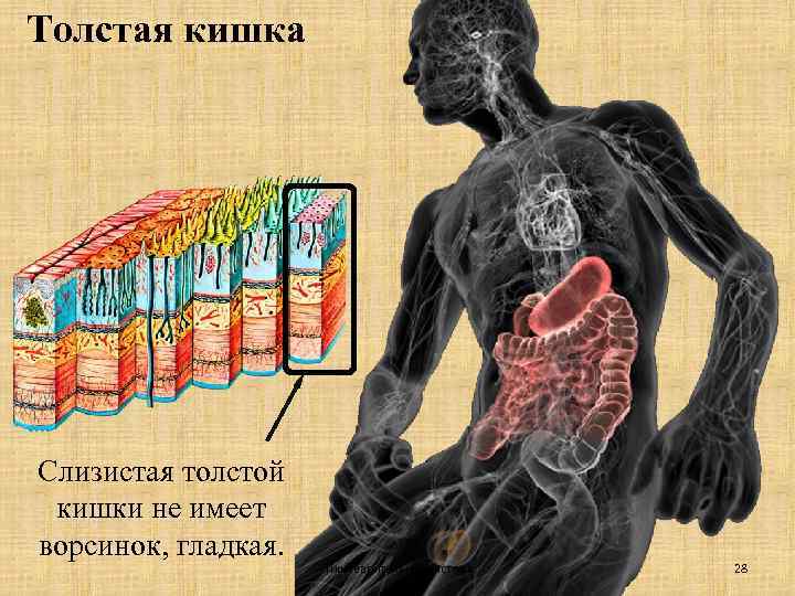 Толстая кишка Слизистая толстой кишки не имеет ворсинок, гладкая. Пищеварительная система 28 