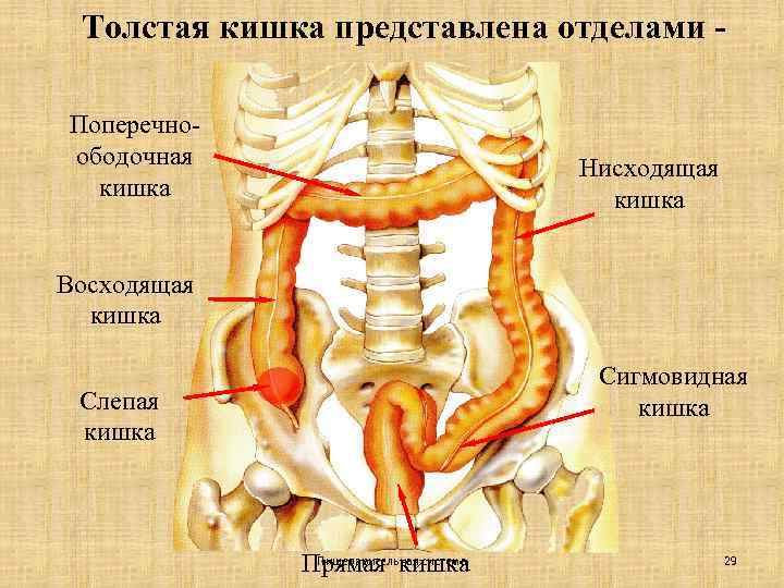 Толстая кишка представлена отделами Поперечноободочная кишка Нисходящая кишка Восходящая кишка Сигмовидная кишка Слепая кишка