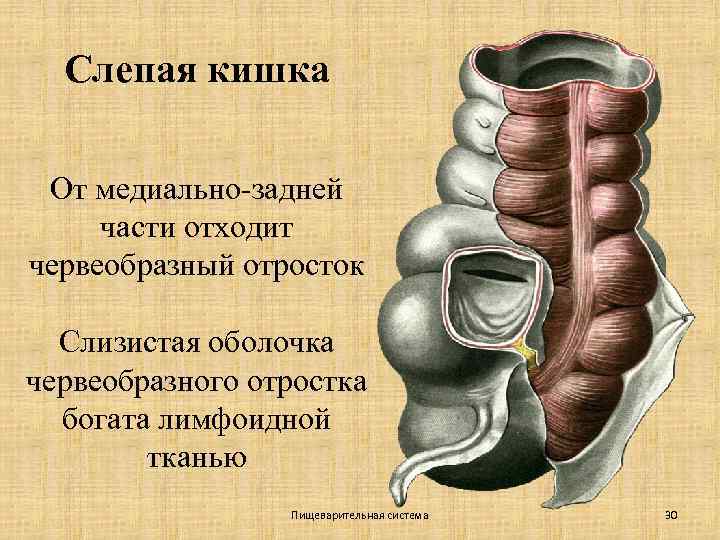 Слепая кишка От медиально-задней части отходит червеобразный отросток Слизистая оболочка червеобразного отростка богата лимфоидной